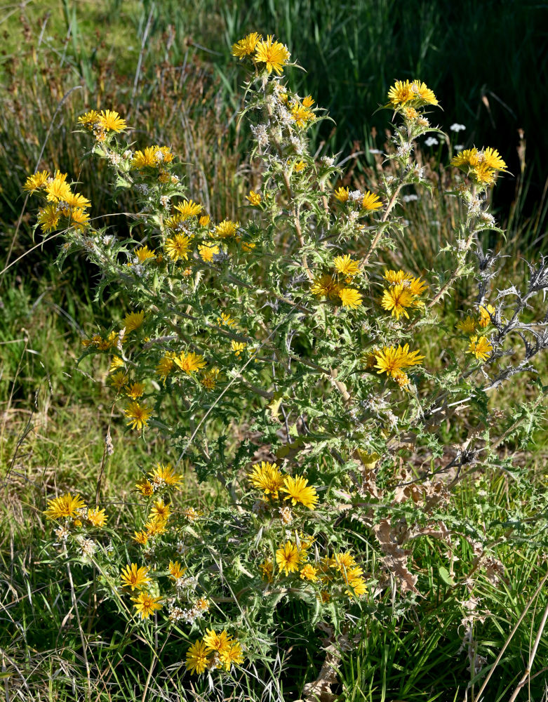 Image of Scolymus hispanicus specimen.