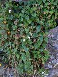 Ageratina adenophora
