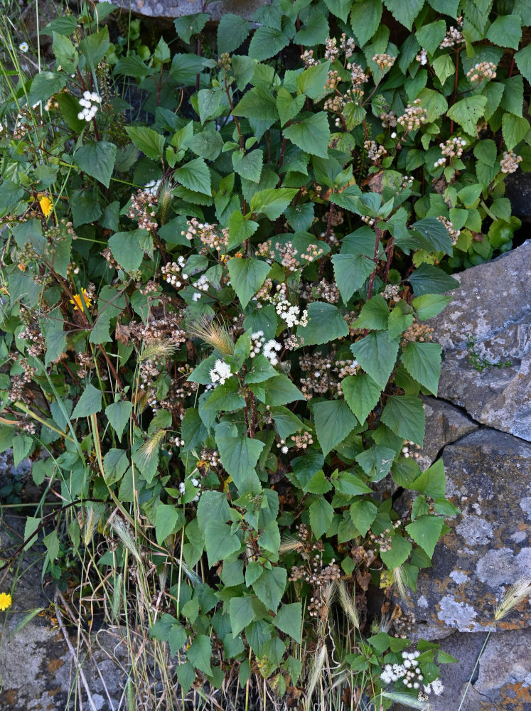 Изображение особи Ageratina adenophora.