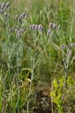 Jurinea multiflora