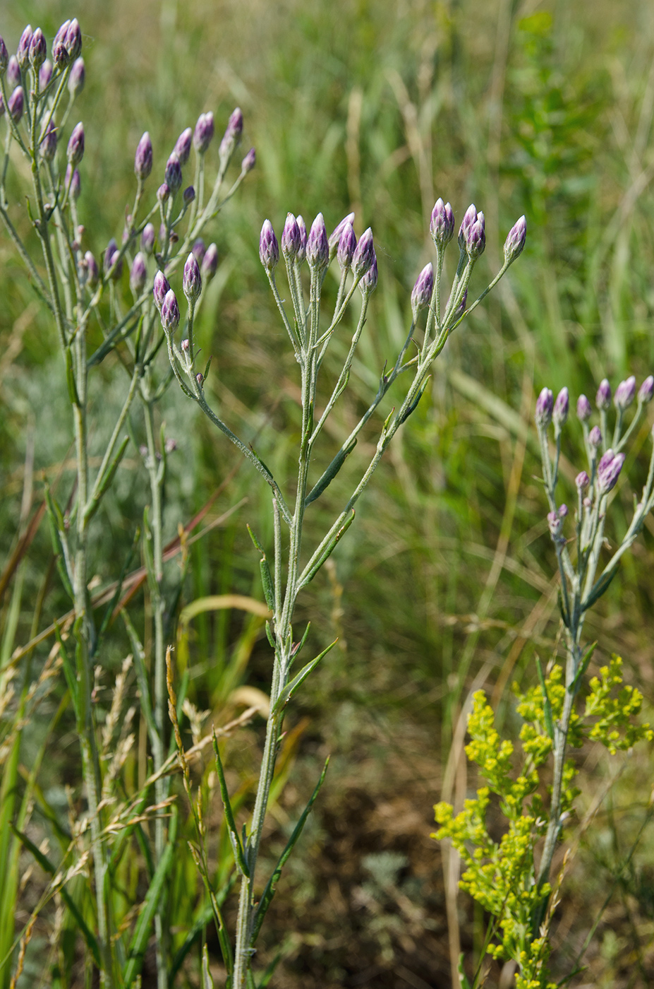 Image of Jurinea multiflora specimen.