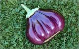 Solanum melongena. Созревший плод. Московская обл., Раменский р-н, окр. дер. Хрипань, садовый участок. 08.08.2026.