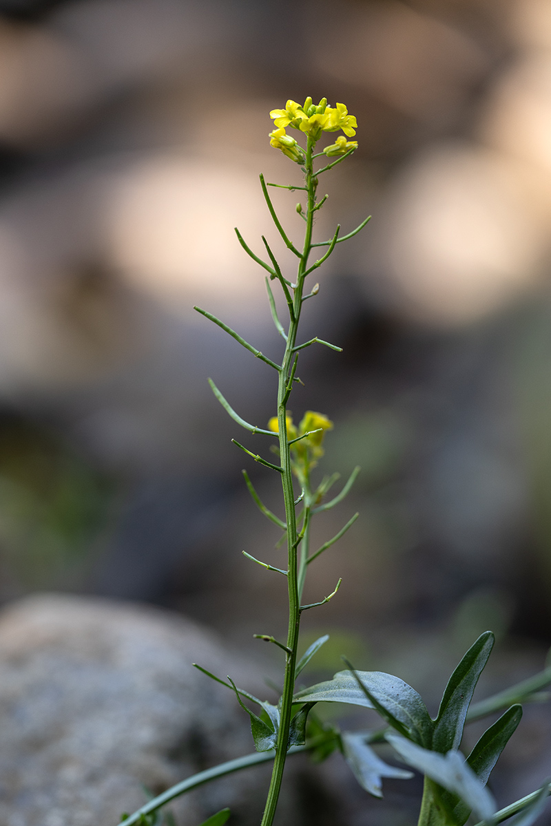 Image of genus Barbarea specimen.