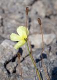 Papaver lapponicum. Верхушки побегов с цветком и плодами. Кольский п-ов, Хибины, дол. р. Кунийок, среди камней. 28.07.2026.