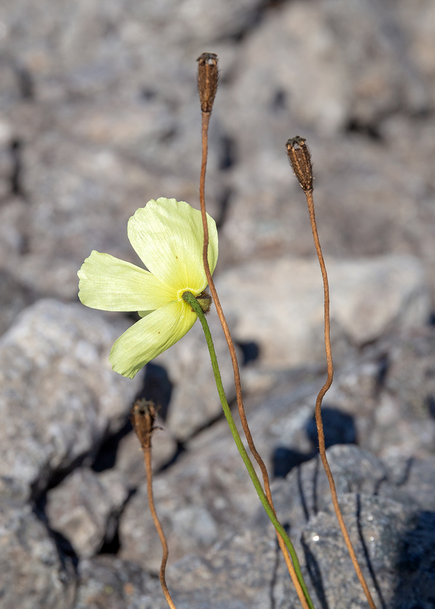 Image of Papaver lapponicum specimen.