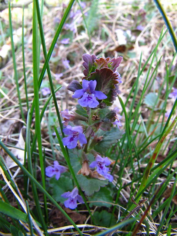 Image of Glechoma hederacea specimen.