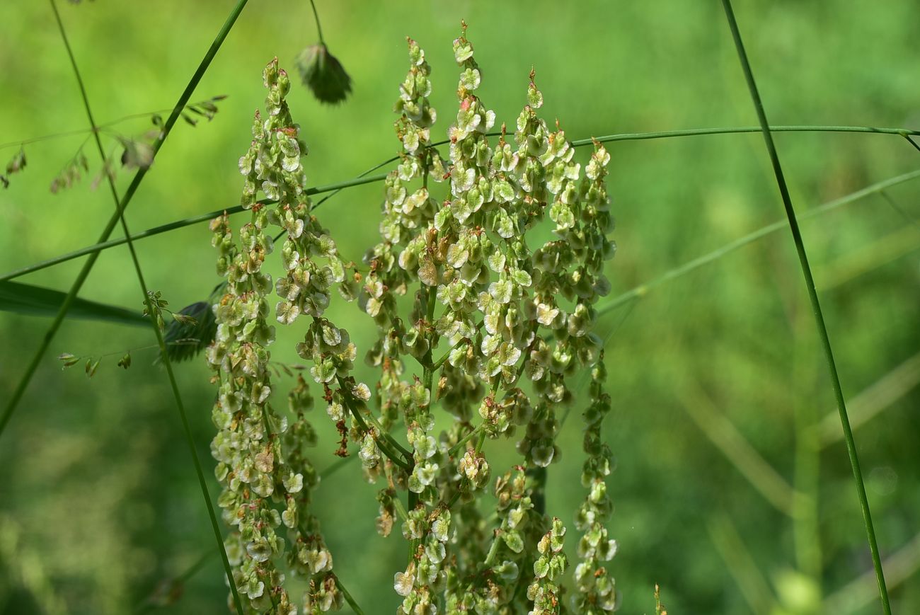 Изображение особи род Rumex.