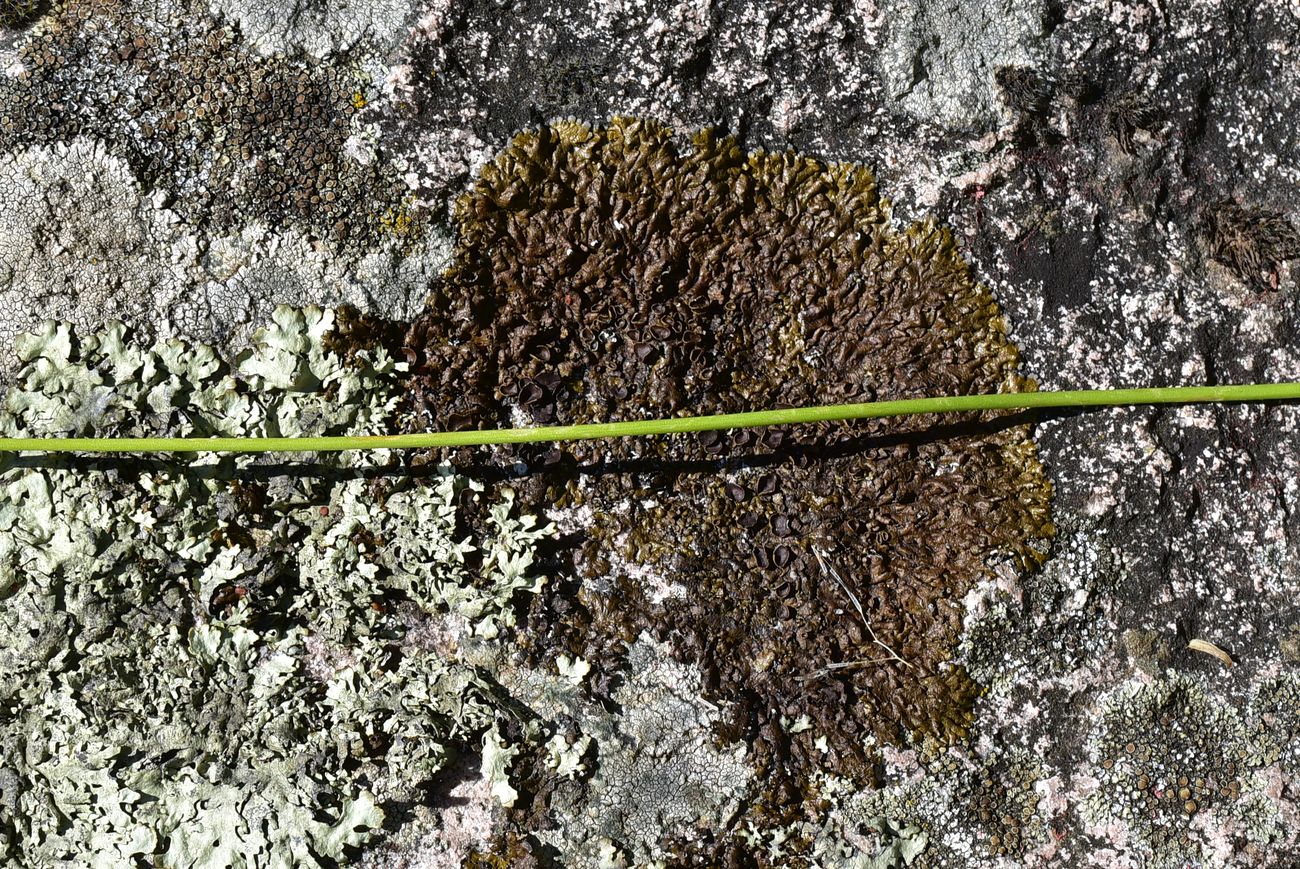 Image of genus Allium specimen.