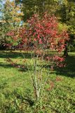 Amelanchier canadensis. Растение с листвой в осенней окраске. Санкт-Петербург, Кировский р-н, озеленение бульвара. 14.10.2026.