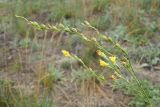 Linaria genistifolia. Часть соцветия с цветками и завязавшимися плодами. Ульяновская обл., Мелекесский р-н, окр. с. Лебяжье, сосновый бор на дюнах, вырубка под ЛЭП. 09.07.2024.
