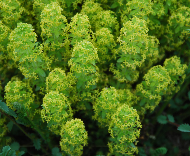 Image of Cruciata taurica specimen.