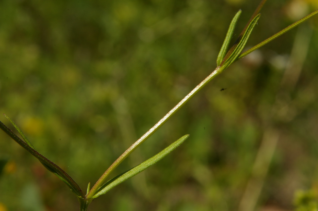Image of Valerianella rimosa specimen.