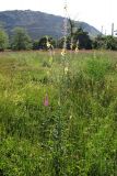 Verbascum blattaria