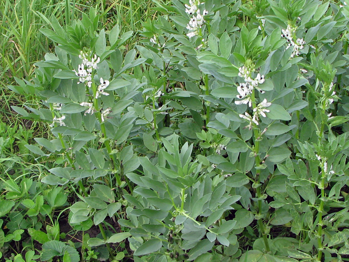 Image of Vicia faba specimen.
