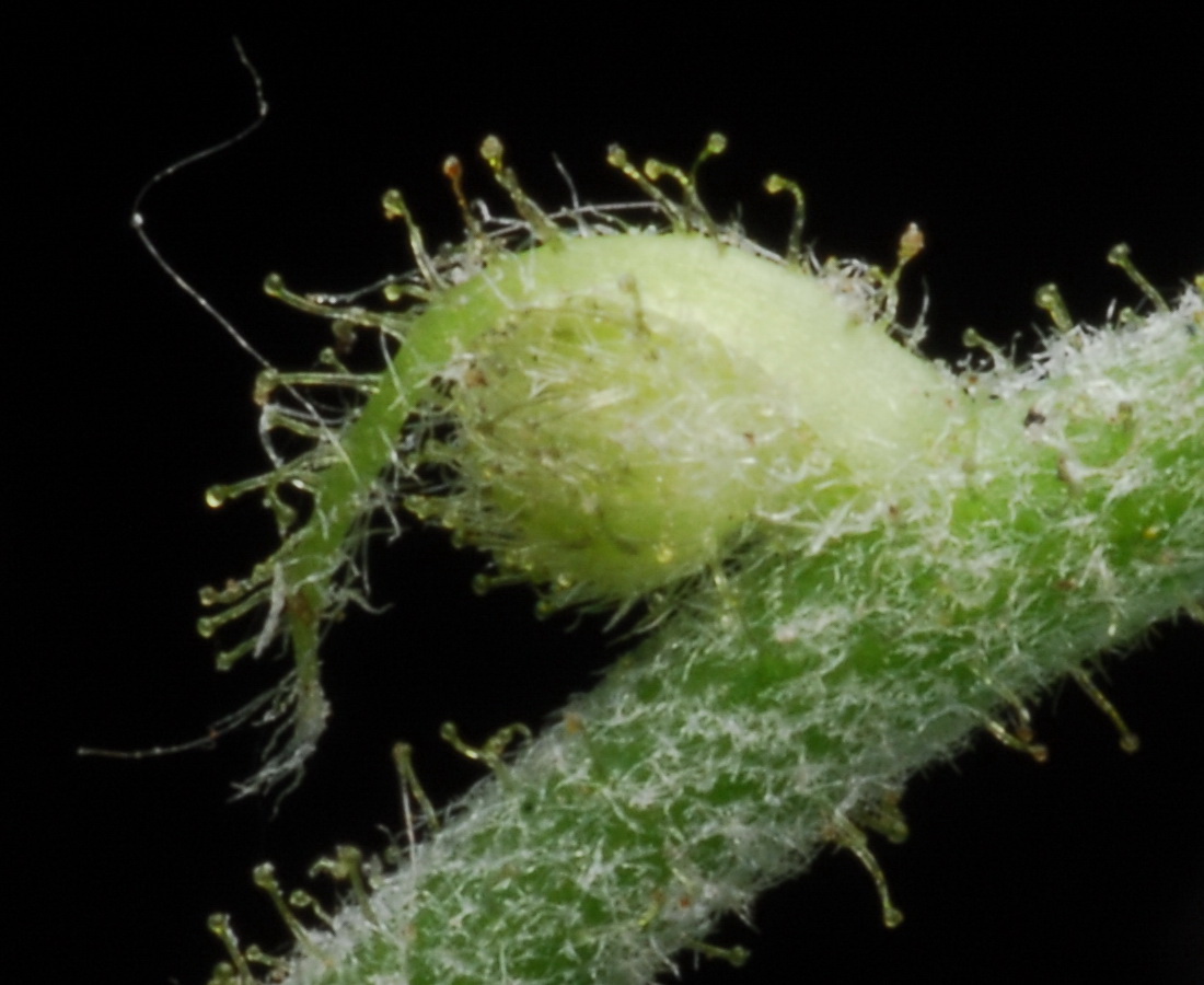 Image of Hieracium sylvularum specimen.