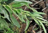 Salix gmelinii. Верхушка побега с нормальными и повреждёнными грибами листьями. Окр. Архангельска, окраина свалки. 14.08.2011.