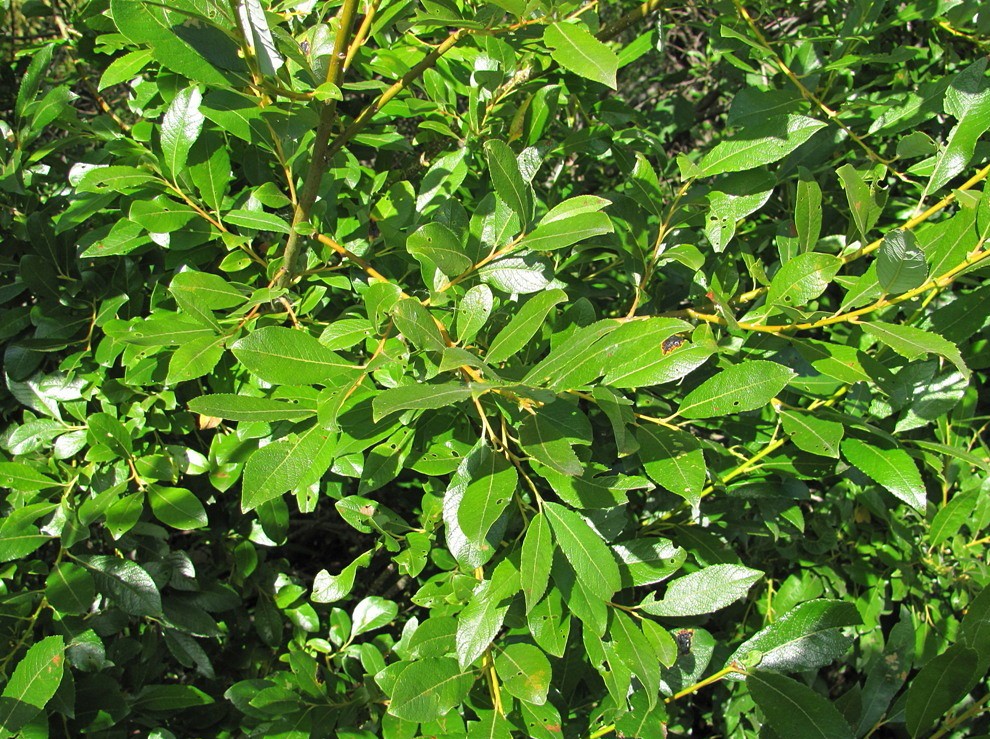 Изображение особи Salix × tetrapla.