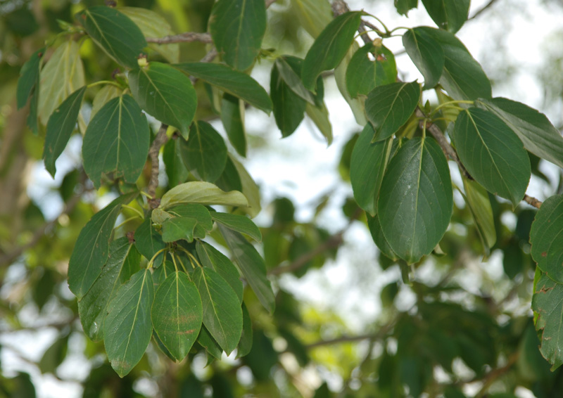 Image of Populus suaveolens specimen.