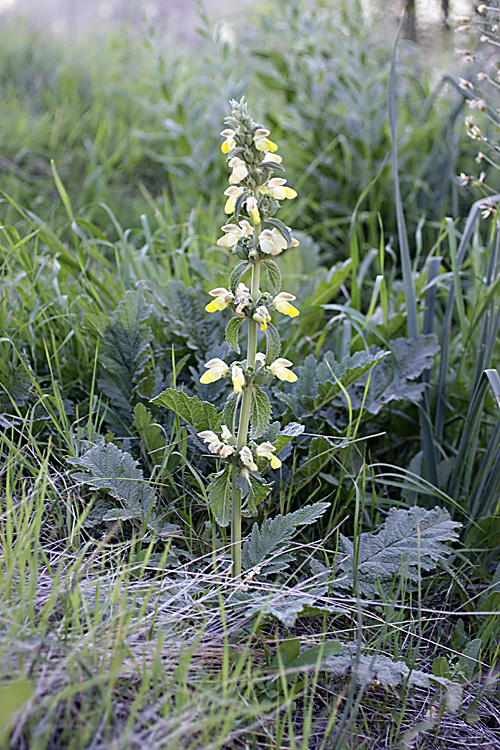 Изображение особи Phlomoides labiosa.