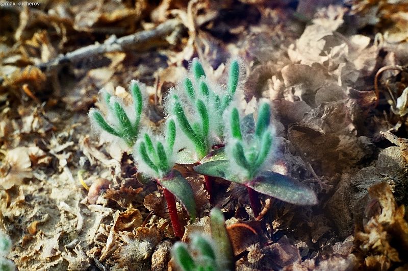 Image of genus Bassia specimen.