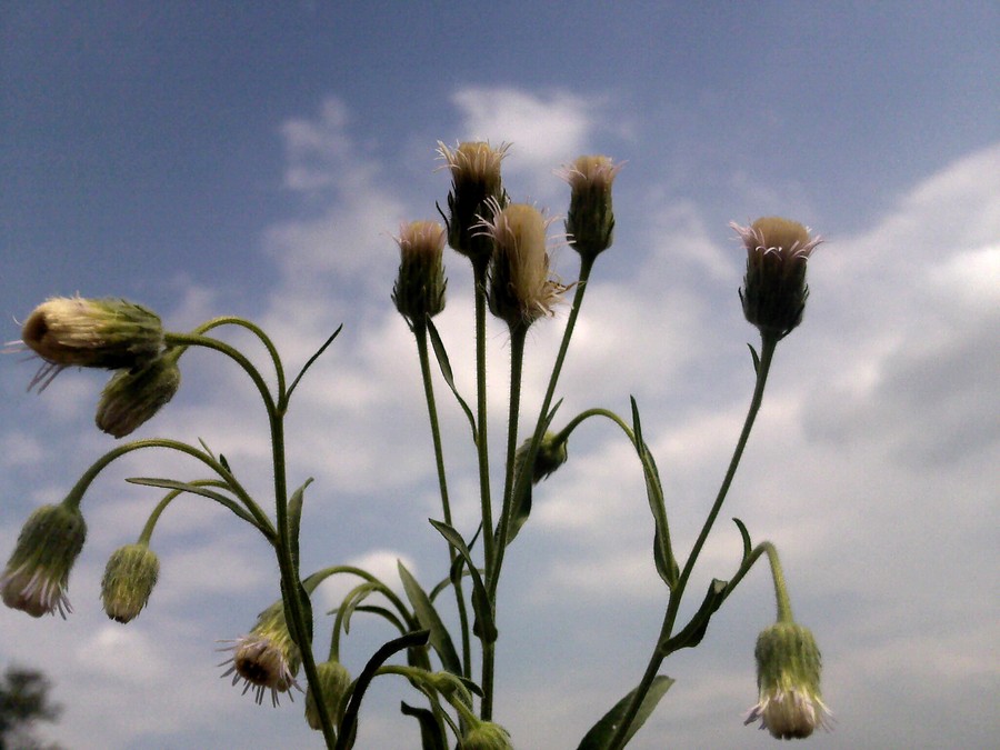 Image of Erigeron podolicus specimen.