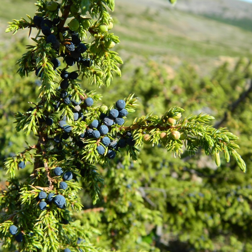 Image of Juniperus sibirica specimen.