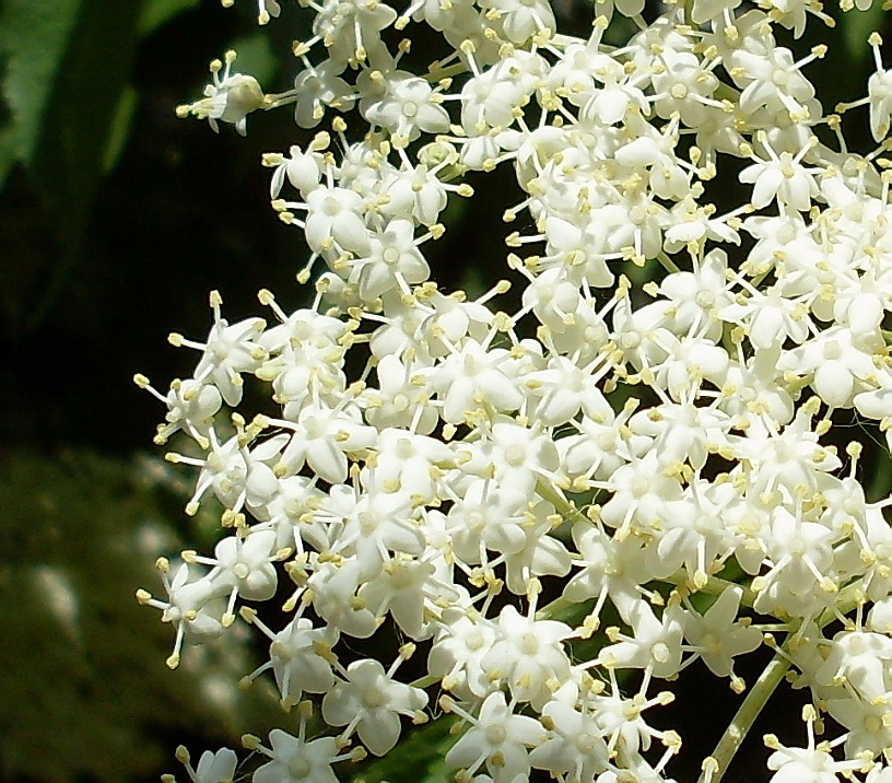 Изображение особи Sambucus nigra.