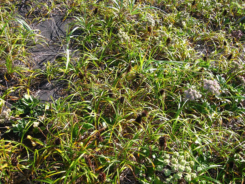 Image of Carex kobomugi specimen.