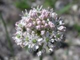 Allium tulipifolium. Соцветие. Саратовская обл., Саратовский р-н, каменистый участок на вершине холма. 12 мая 2011 г.