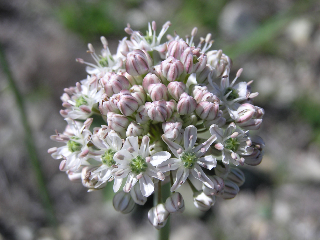 Image of Allium tulipifolium specimen.