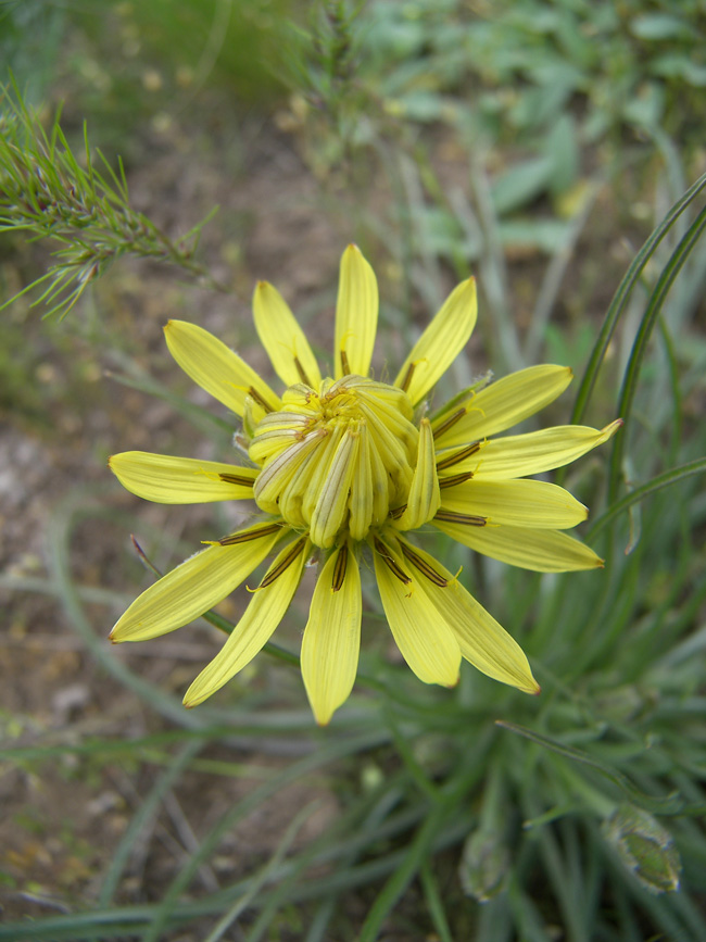 Image of Scorzonera mollis specimen.