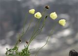 Papaver lapponicum