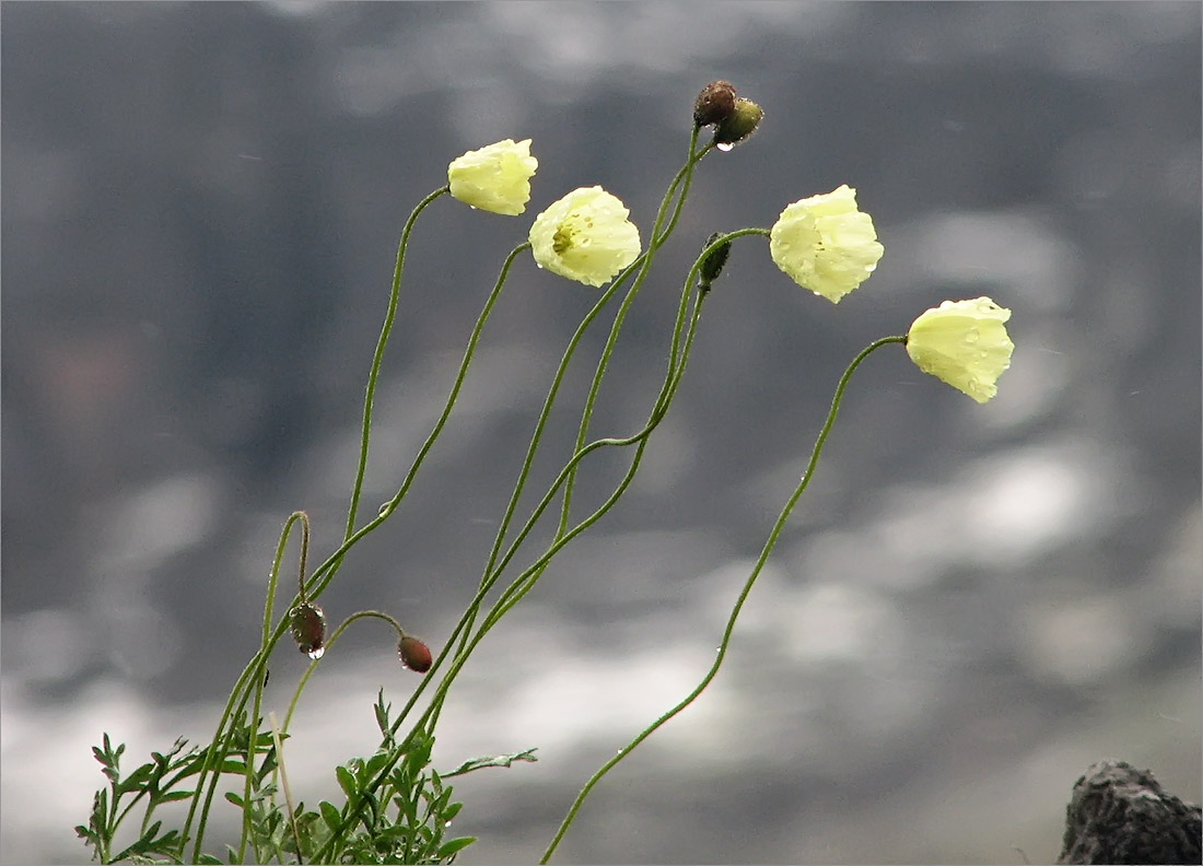 Image of Papaver lapponicum specimen.