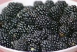 Rubus allegheniensis. Зрелые плоды. Московская обл., Раменский р-н, окр. дер. Хрипань, дачный участок. 16.08.2007.