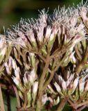 Eupatorium lindleyanum. Часть соцветия. Приморье, окр. Артёма, Владивостокский аэропорт \"Кневичи\". 24.08.2009.