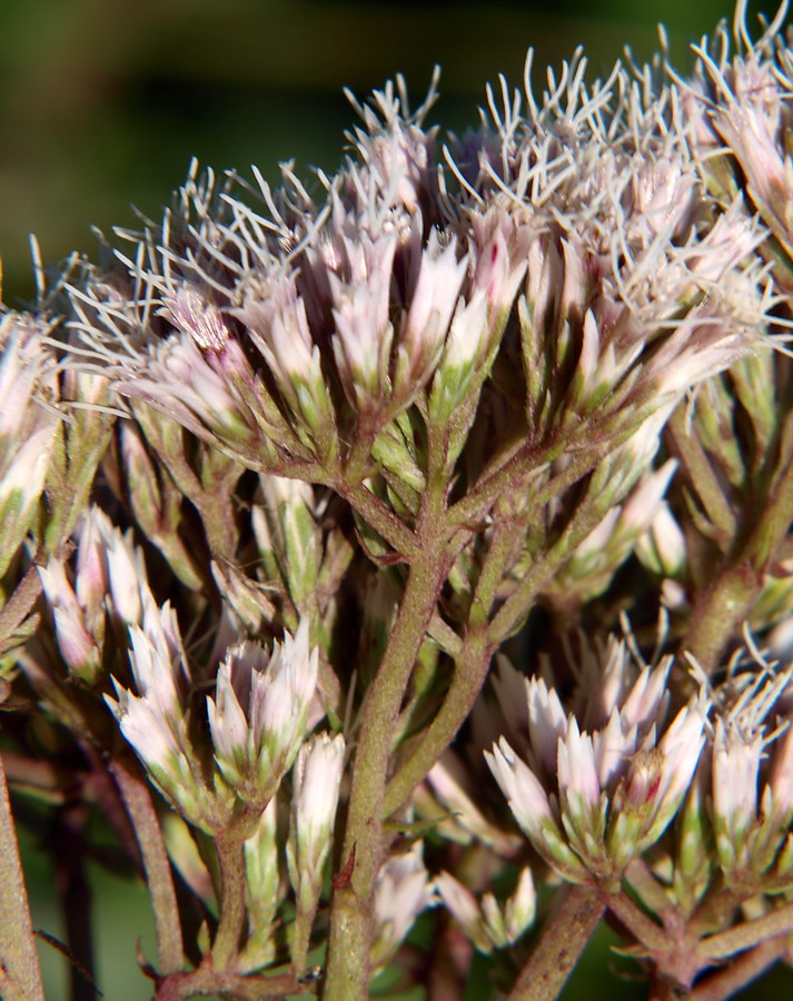 Изображение особи Eupatorium lindleyanum.