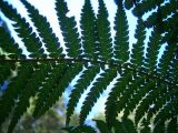 Dicksonia antarctica