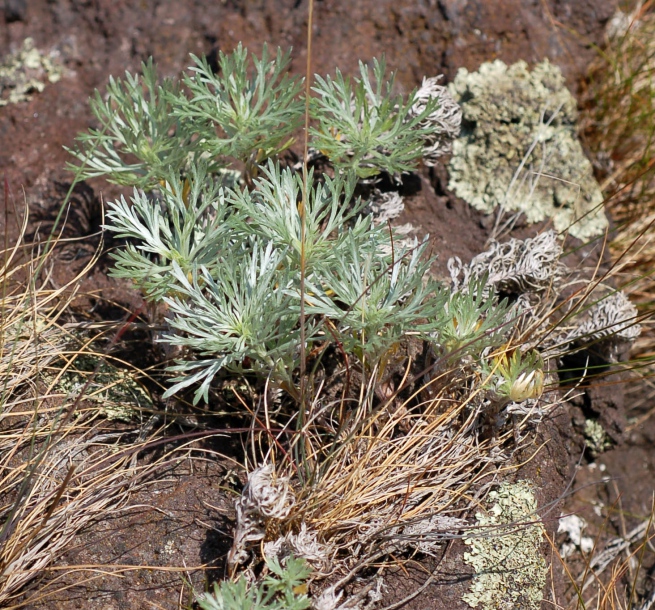 Image of Artemisia schmidtiana specimen.