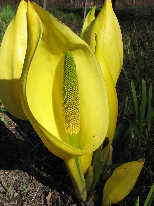 Изображение особи Lysichiton americanus.