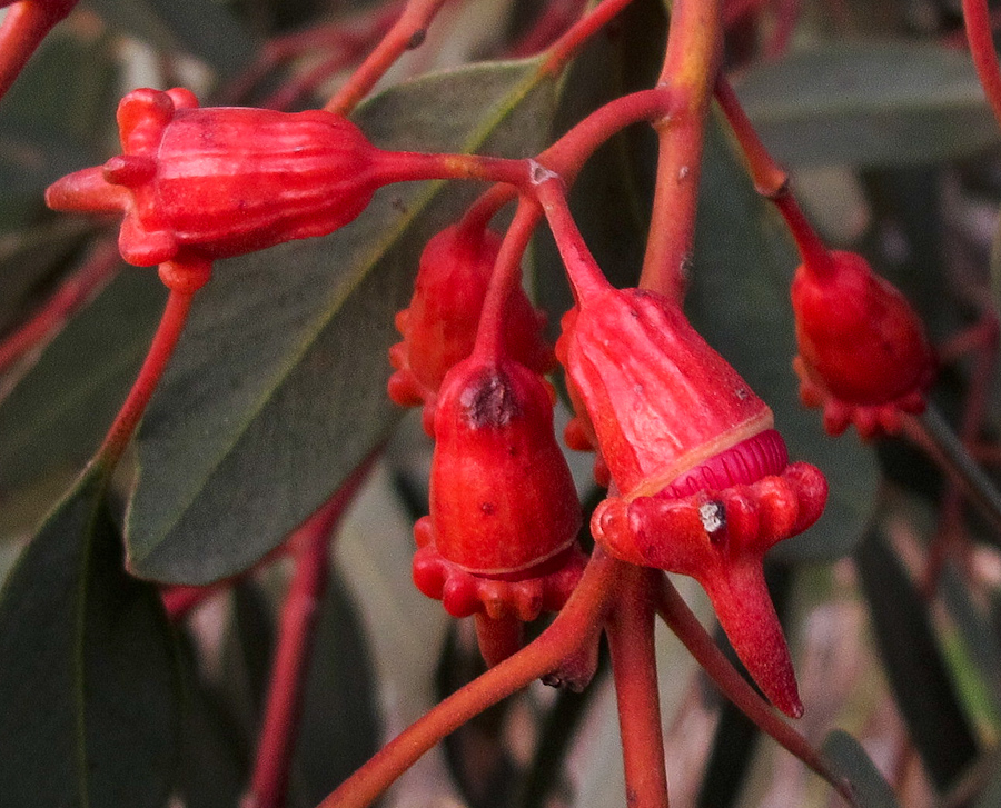 Изображение особи Eucalyptus torquata.