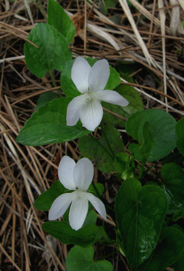 Изображение особи Viola sieheana.