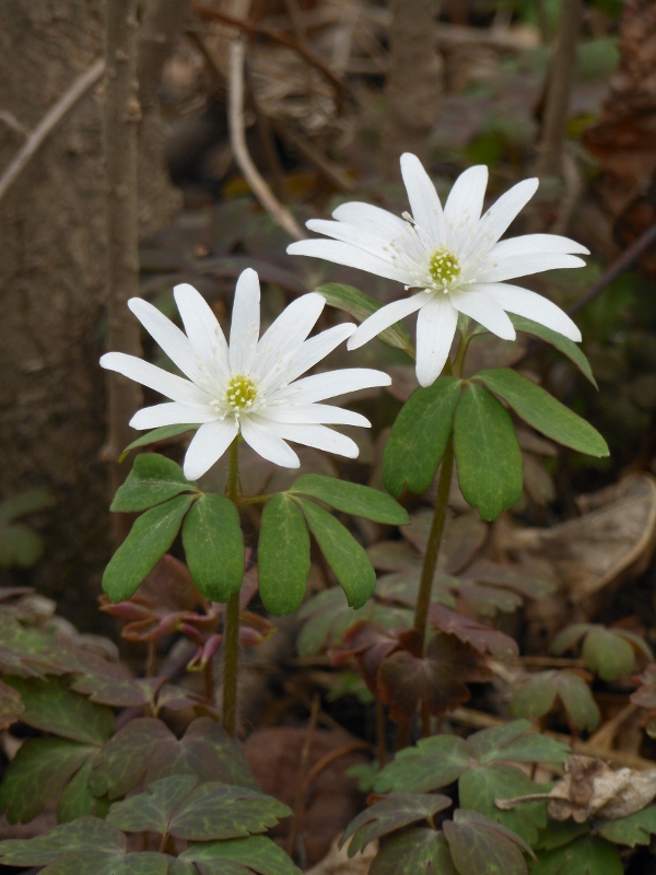 Изображение особи Anemone raddeana.