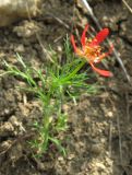 Adonis flammea