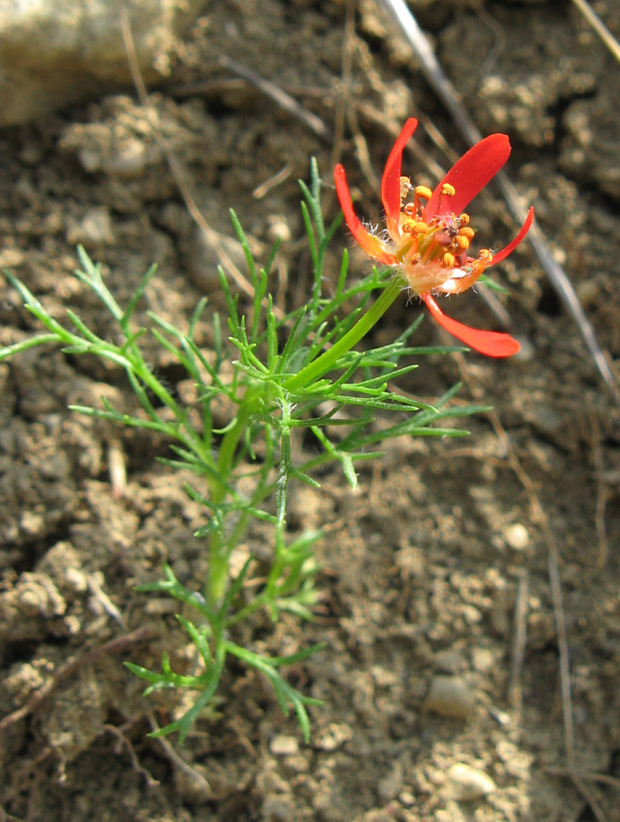 Image of Adonis flammea specimen.