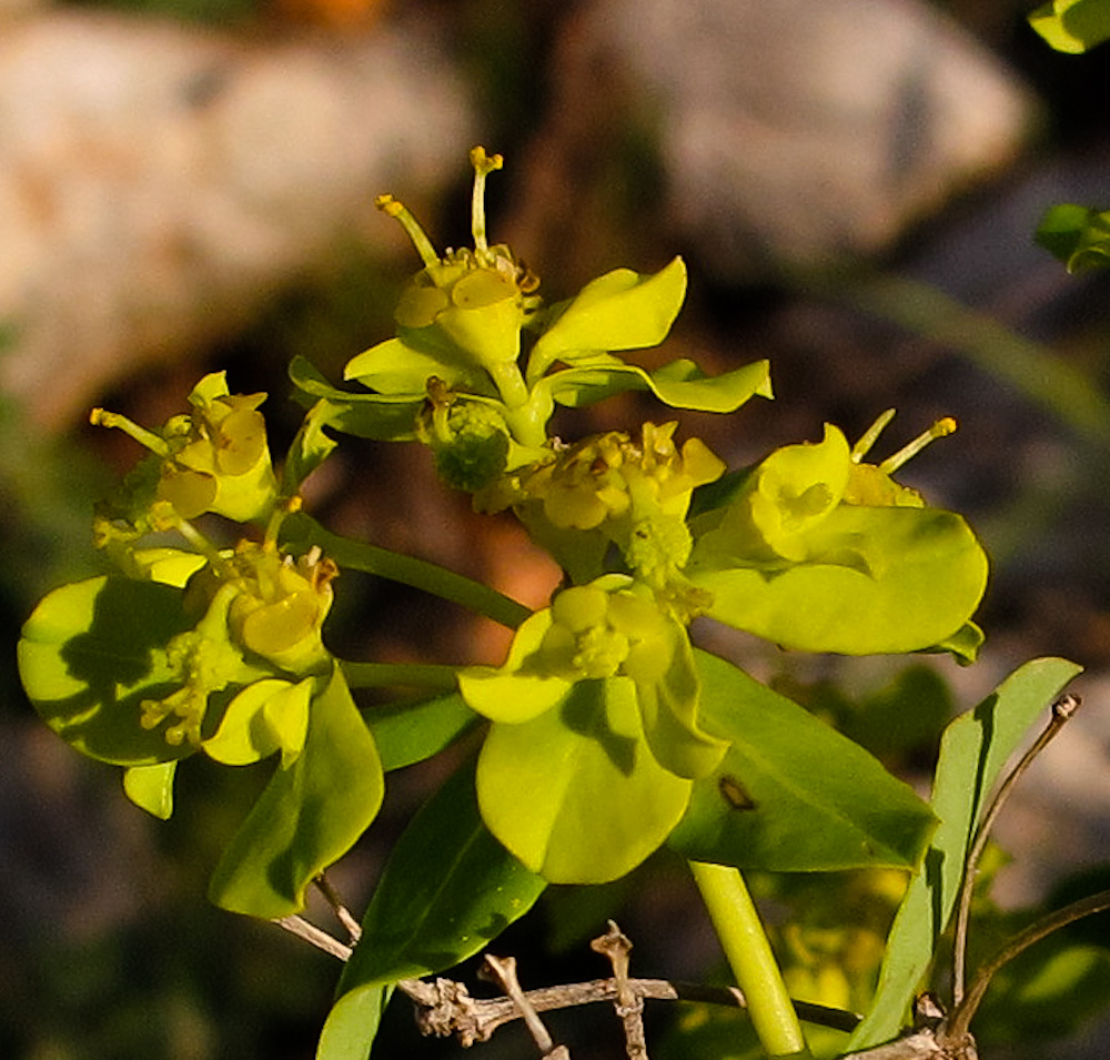 Image of Euphorbia hierosolymitana specimen.