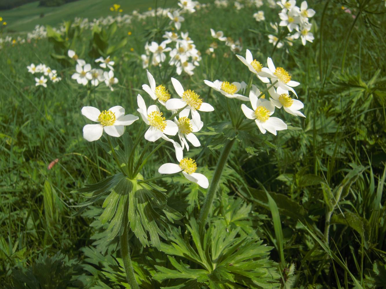 Изображение особи Anemonastrum fasciculatum.