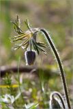 Pulsatilla pratensis