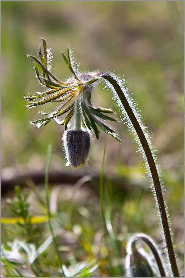 Изображение особи Pulsatilla pratensis.