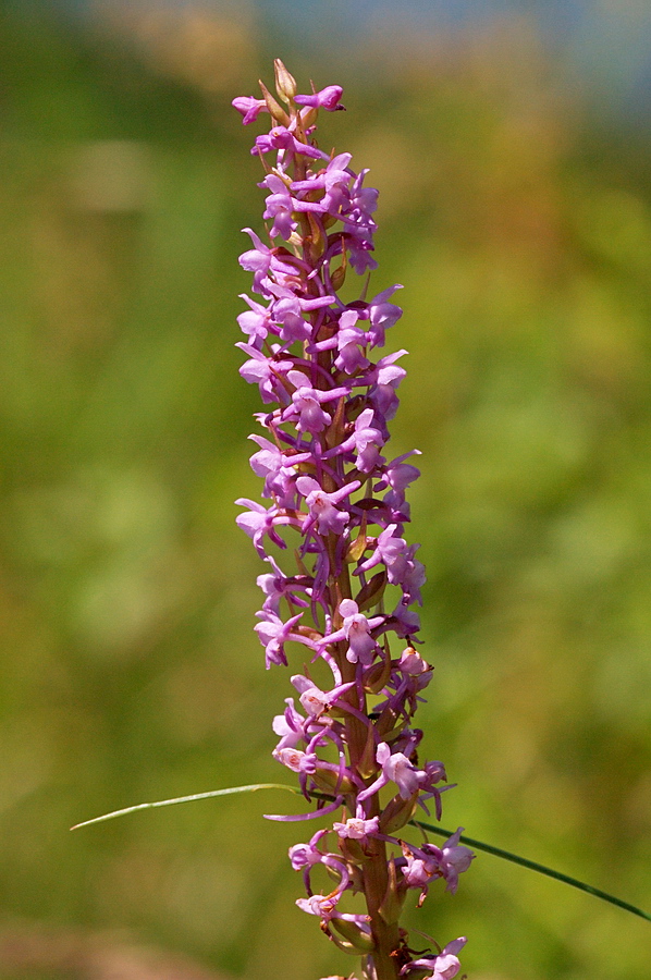 Image of Gymnadenia conopsea specimen.