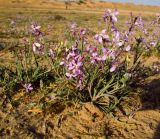 Matthiola longipetala ssp. livida